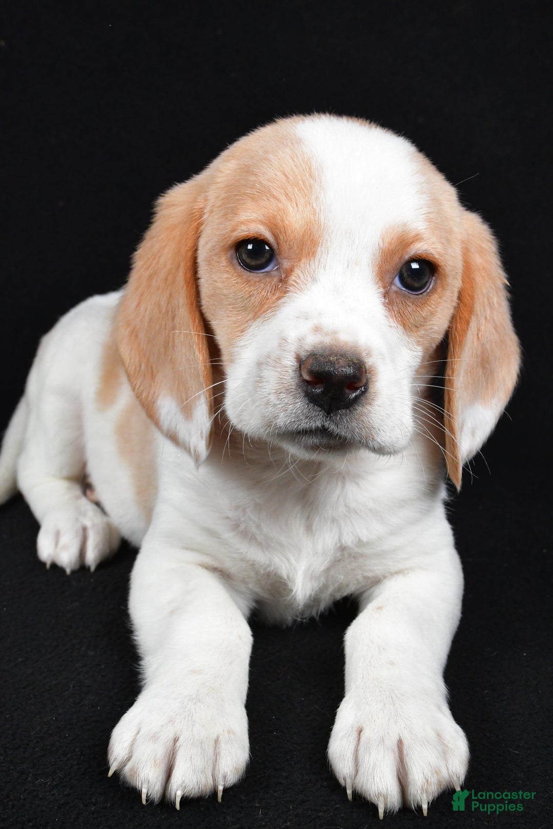 Beagle dogs for sale: Allie - Ad 4