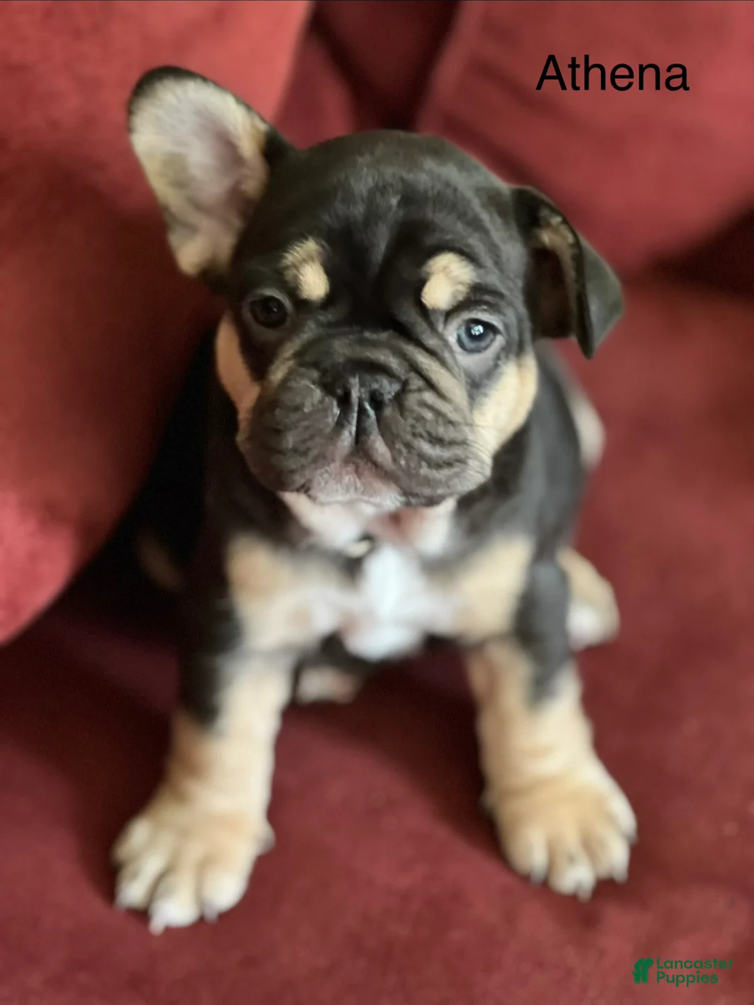 French Bulldog dogs for sale: Athena - Ad 1