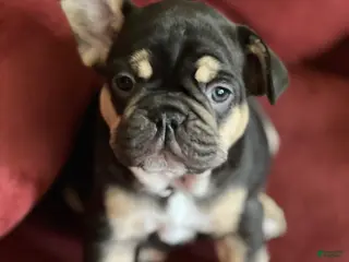 French Bulldog dogs Athena - Ad 34