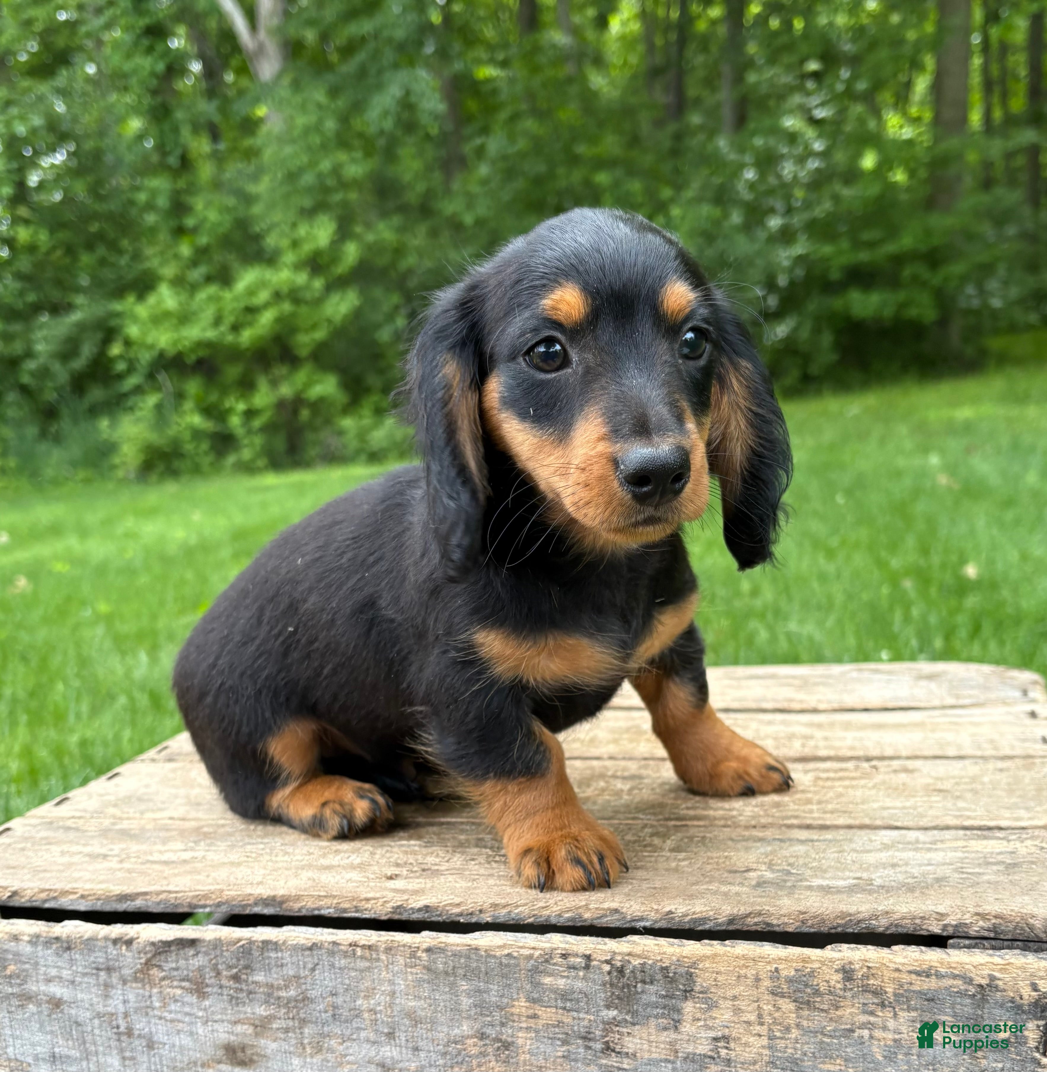 Miniature Dachshund dogs Harrison - Ad 2