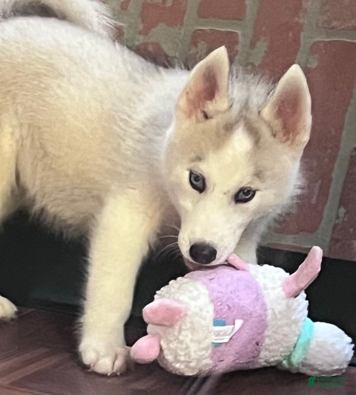 Siberian Husky dogs Majick AKC - Ad 2