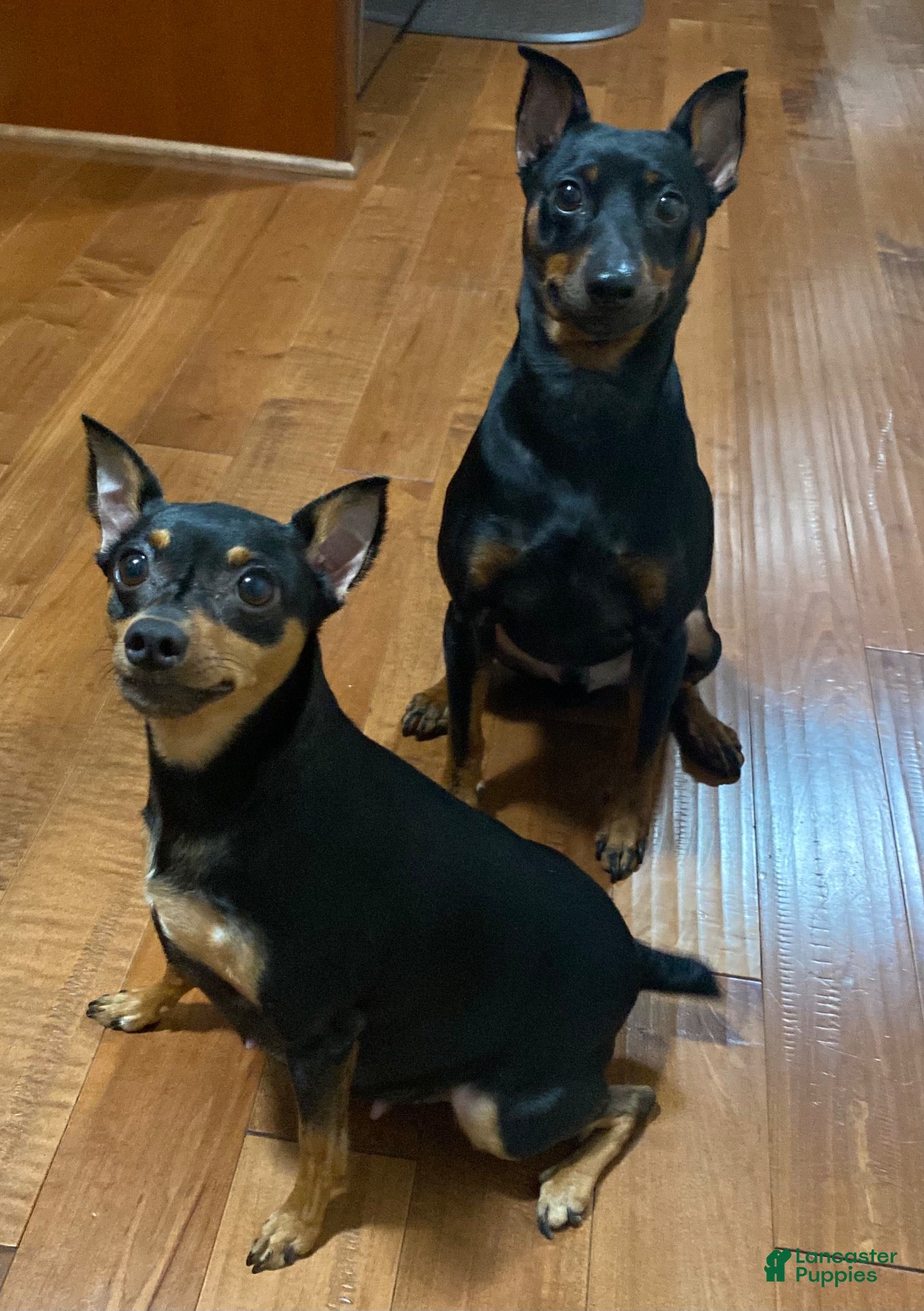 Miniature Pinscher dogs Miniature Pinscher 3 - Ad 2