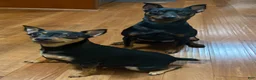 Miniature Pinscher dogs for sale: Miniature Pinscher 1 - Ad 2