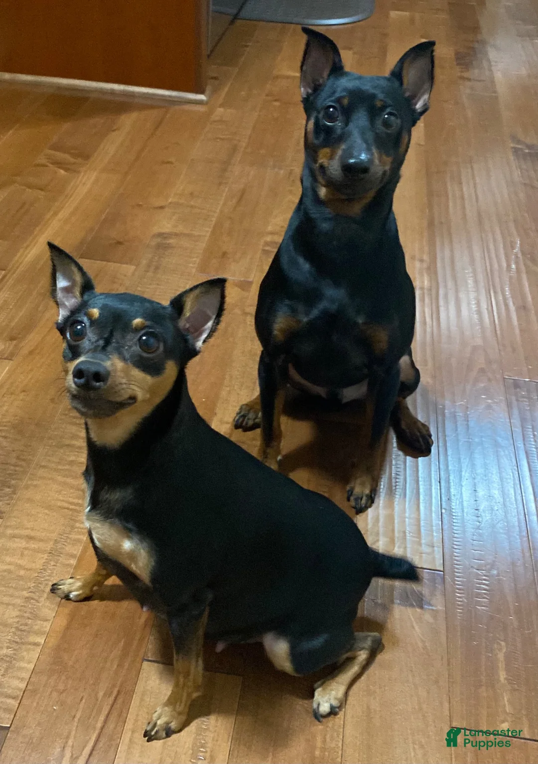 Miniature Pinscher dogs for sale: Miniature Pinscher 1 - Ad 2