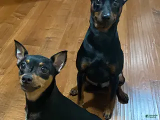 Miniature Pinscher dogs Miniature Pinscher 3 - Ad 2