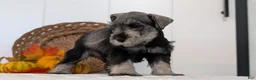 Miniature Schnauzer dogs for sale: Ziggy - Ad 9