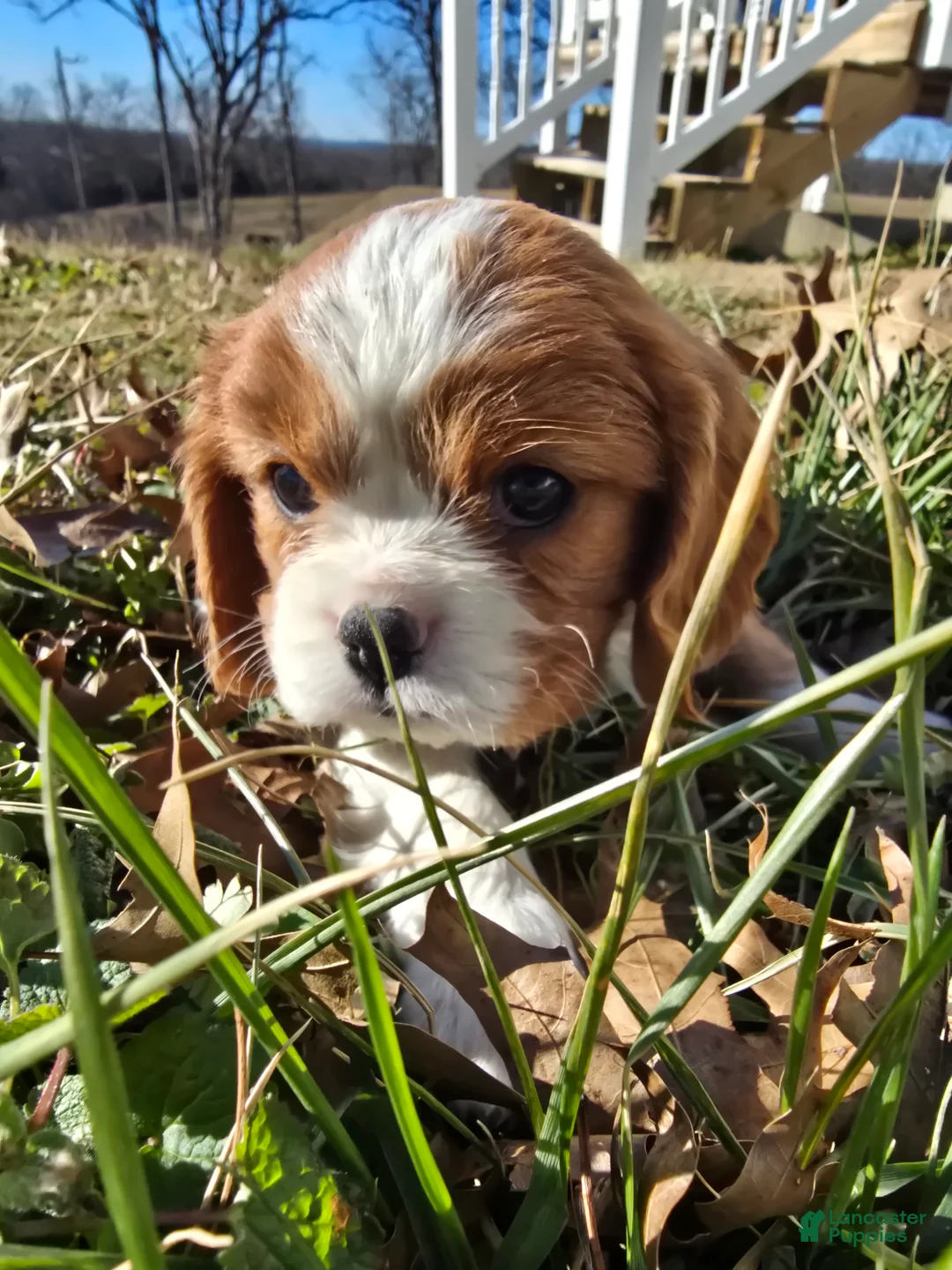 Cavalier King Charles Spaniel dogs for sale: Darla - Ad 17