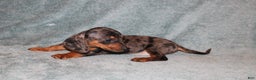 Miniature Dachshund dogs for sale: Lucy Mini  - Ad 7