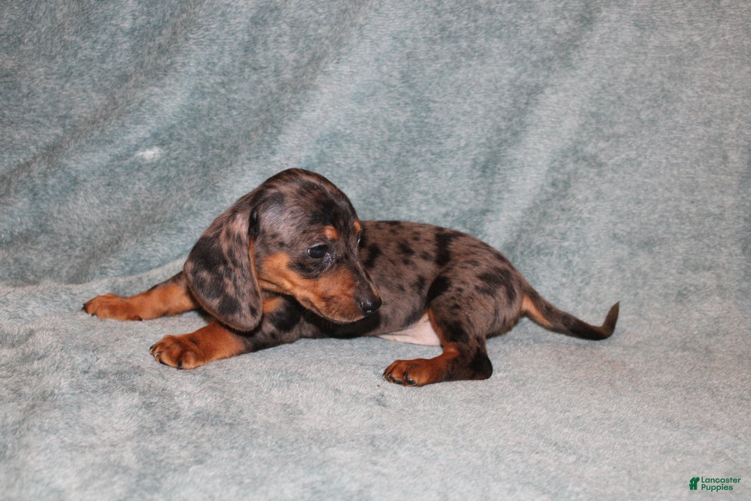 Miniature Dachshund dogs for sale: Lucy Mini  - Ad 7