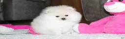 Pomeranian dogs for sale: Tiana - Ad 6