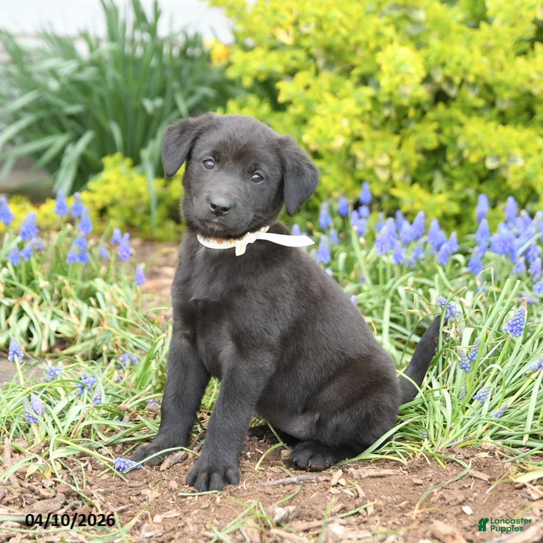 Mixed Breed dogs for sale: Cascade - Ad 3