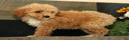 Miniature Poodle dogs for sale: Lizzy - Ad 4