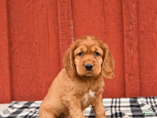 Cocker Spaniel dogs - Ad 23