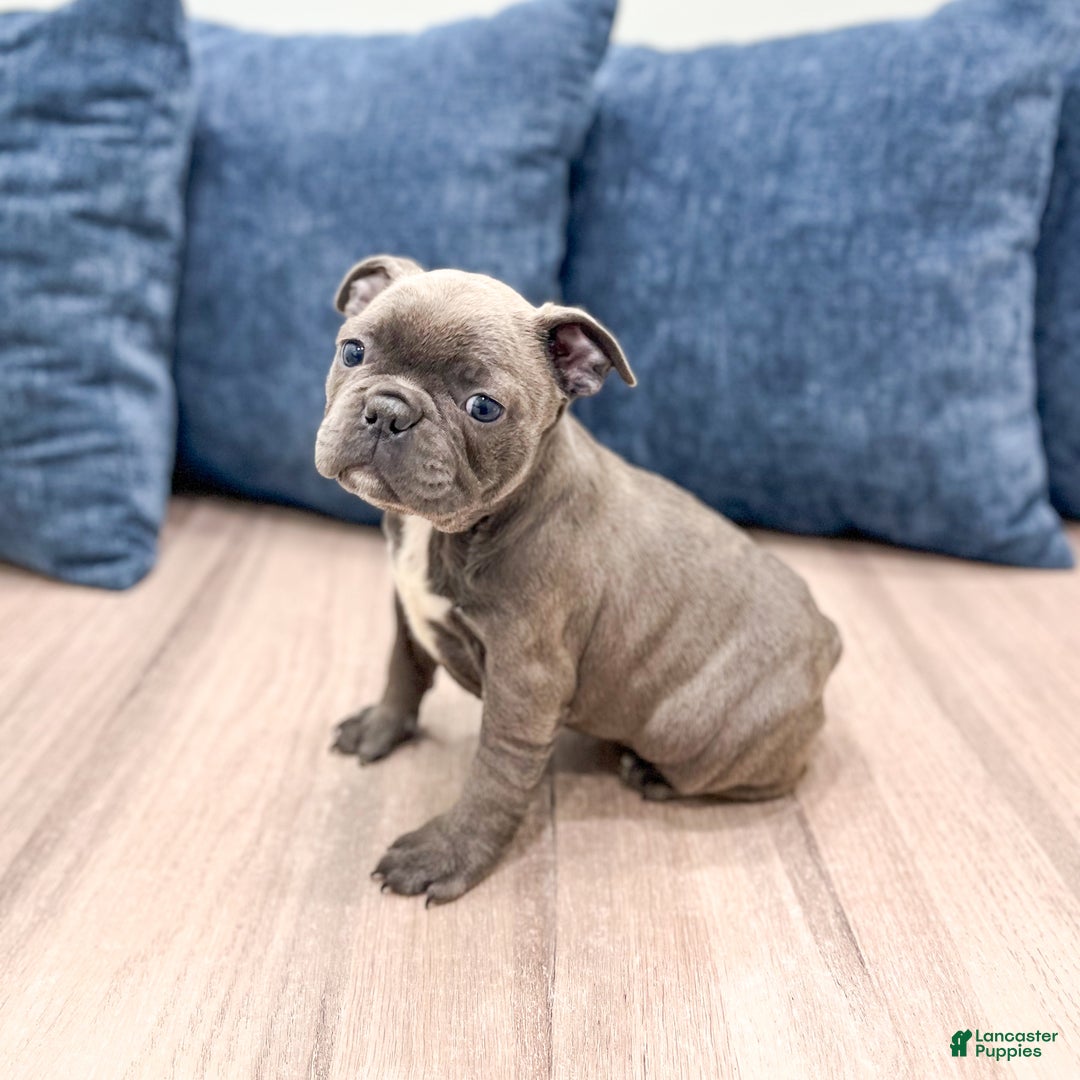 Frenchton dogs for sale: Gabby - Ad 6