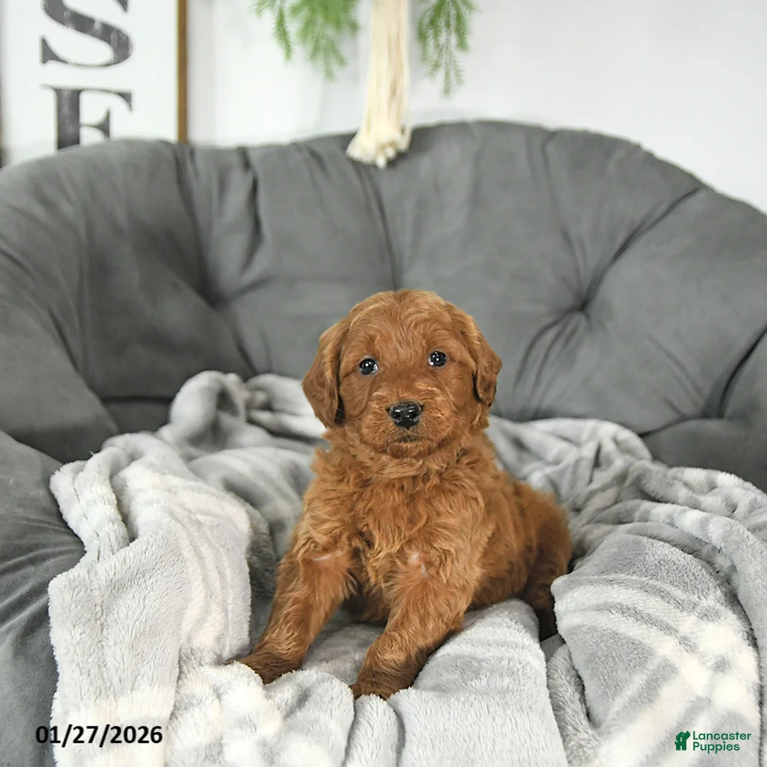 Mini Goldendoodle dogs for sale: Romeo - Ad 2