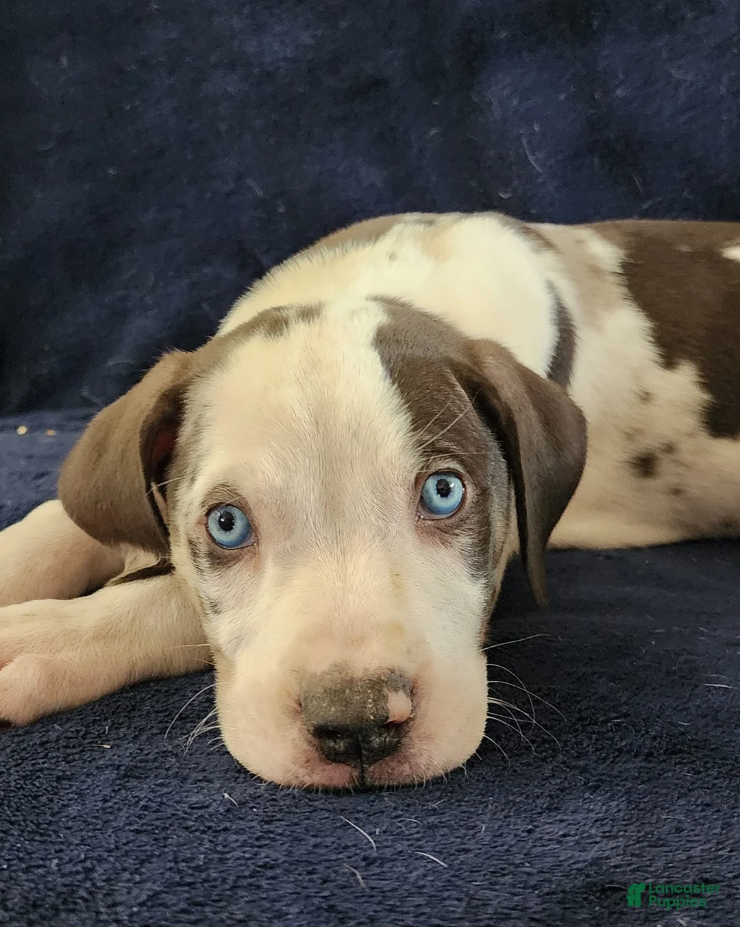Catahoula Leopard Dog dogs for sale: Gabby F2025 M3 Catahoula puppy - Ad 14