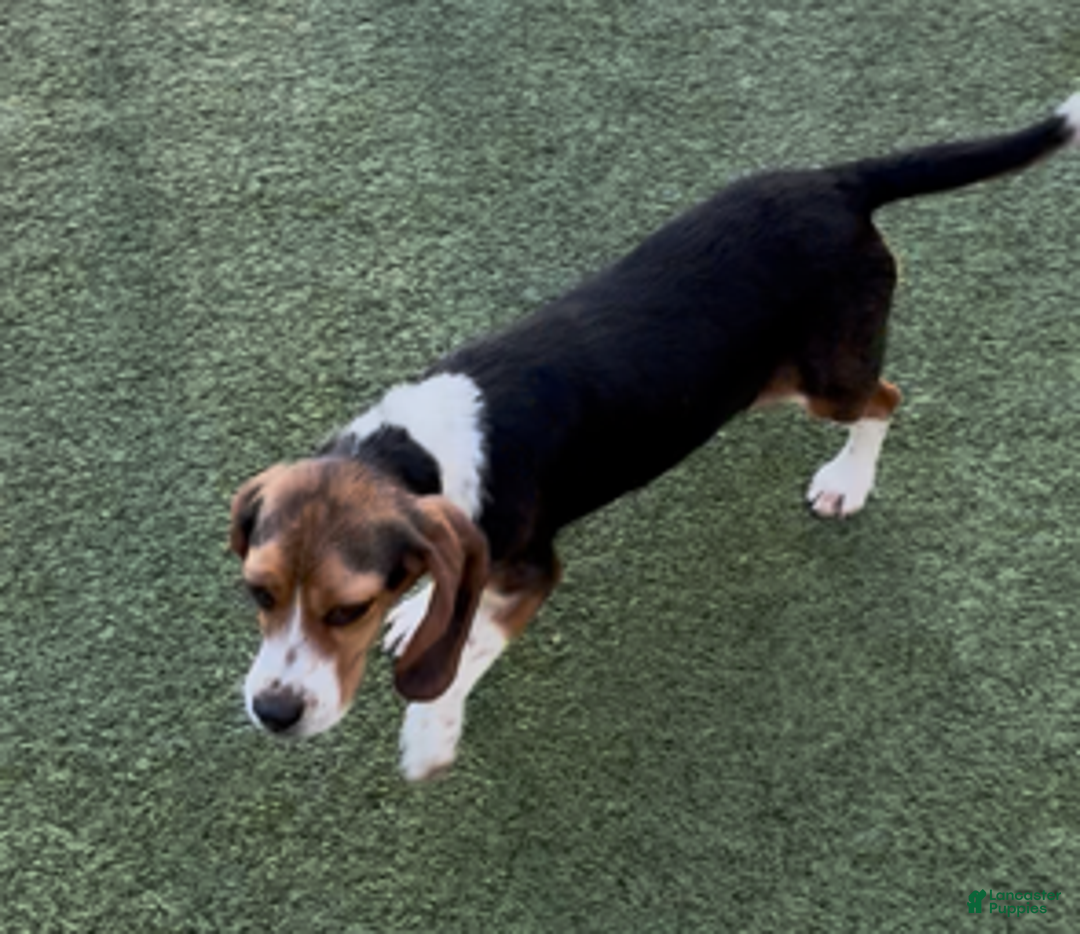 Beagle dogs for sale: Angel - Ad 2