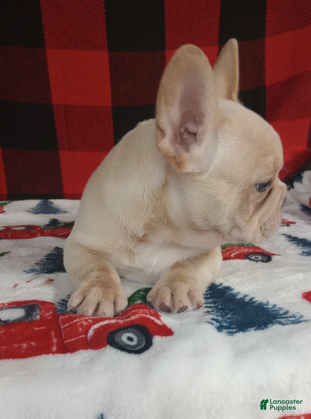 French Bulldog dogs for sale: Joel  - Ad 4