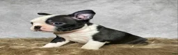 Mixed Breed dogs for sale: Miss Daisy  - Ad 8