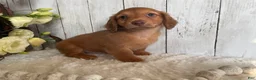 Miniature Dachshund dogs for sale: Lynn - Ad 8