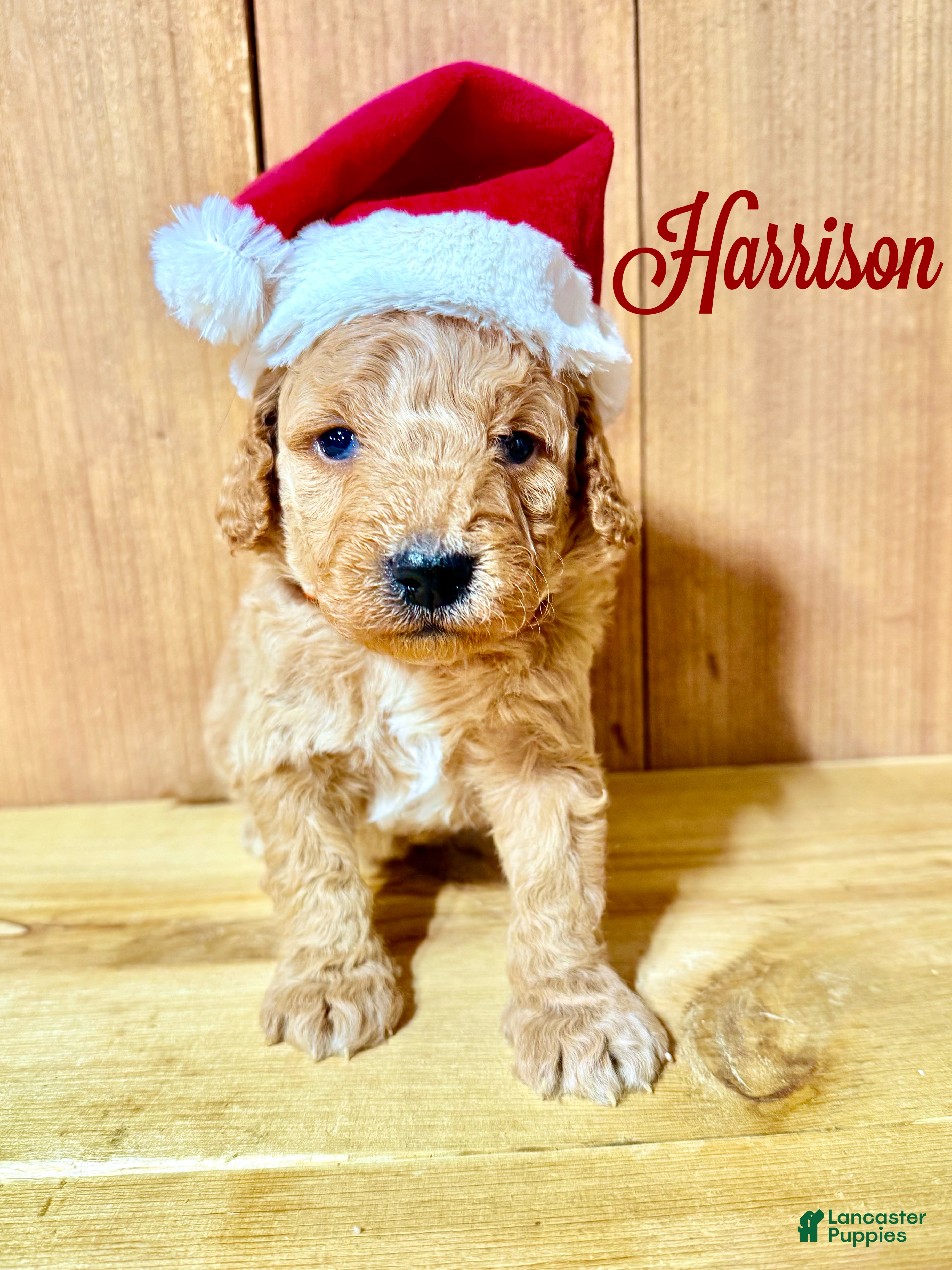 Mini Goldendoodle dogs Harrison, F1b Mini Goldendoodle - Ad 39