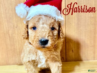 Mini Goldendoodle dogs Harrison, F1b Mini Goldendoodle - Ad 22
