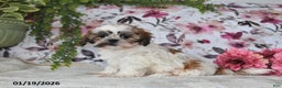 Shih Tzu dogs for sale: Lynn - Ad 1