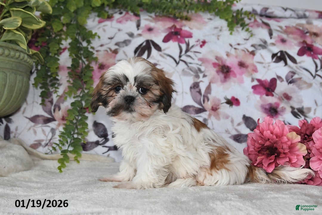 Shih Tzu dogs for sale: Lynn - Ad 1