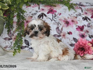 Shih Tzu dogs Lynn - Ad 30