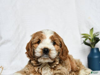 Cockapoo dogs - Ad 28