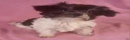 Yorkiepoo dogs for sale: Victoria Frills - Ad 5