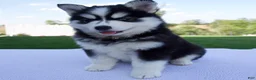Pomsky dogs for sale: Spike - Ad 3
