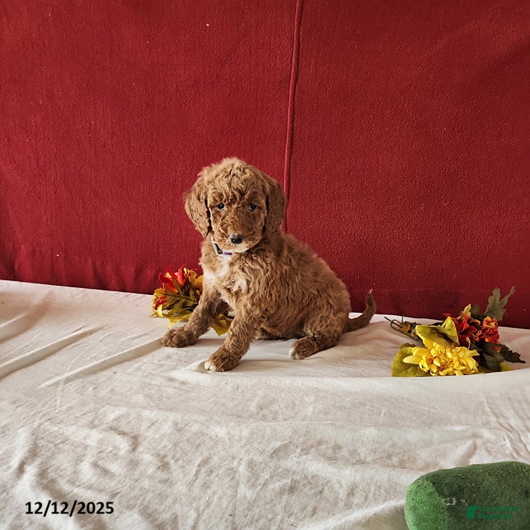 Goldendoodle dogs for sale: Hanna - Ad 2