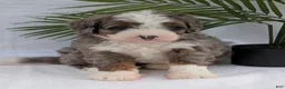Mini Bernedoodle dogs for sale: Mini Darcy  - Ad 28