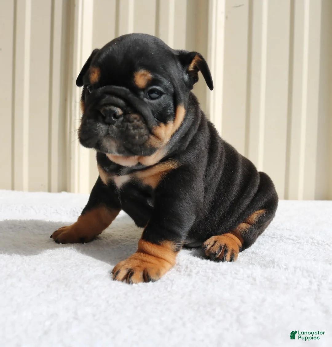 English Bulldog dogs for sale: Brandy - Ad 1