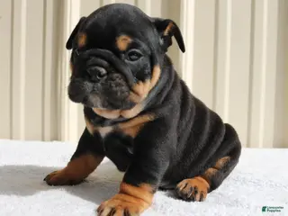 English Bulldog dogs for sale: Brandy - Ad 2