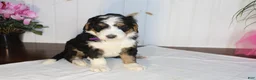 Bernedoodle dogs for sale: Love Dove - Ad 3
