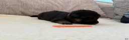 German Shepherd dogs for sale: Orange Boy  - Ad 3