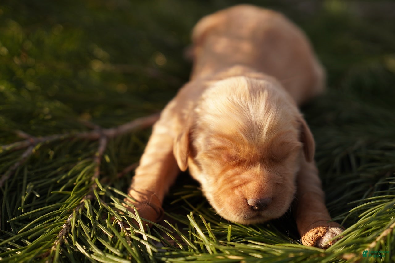 Golden Retriever dogs Liv - AKC, Genetically Clear - Ad 9