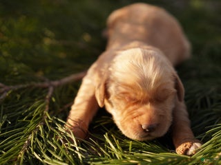 Golden Retriever dogs Liv - AKC, Genetically Clear - Ad 9