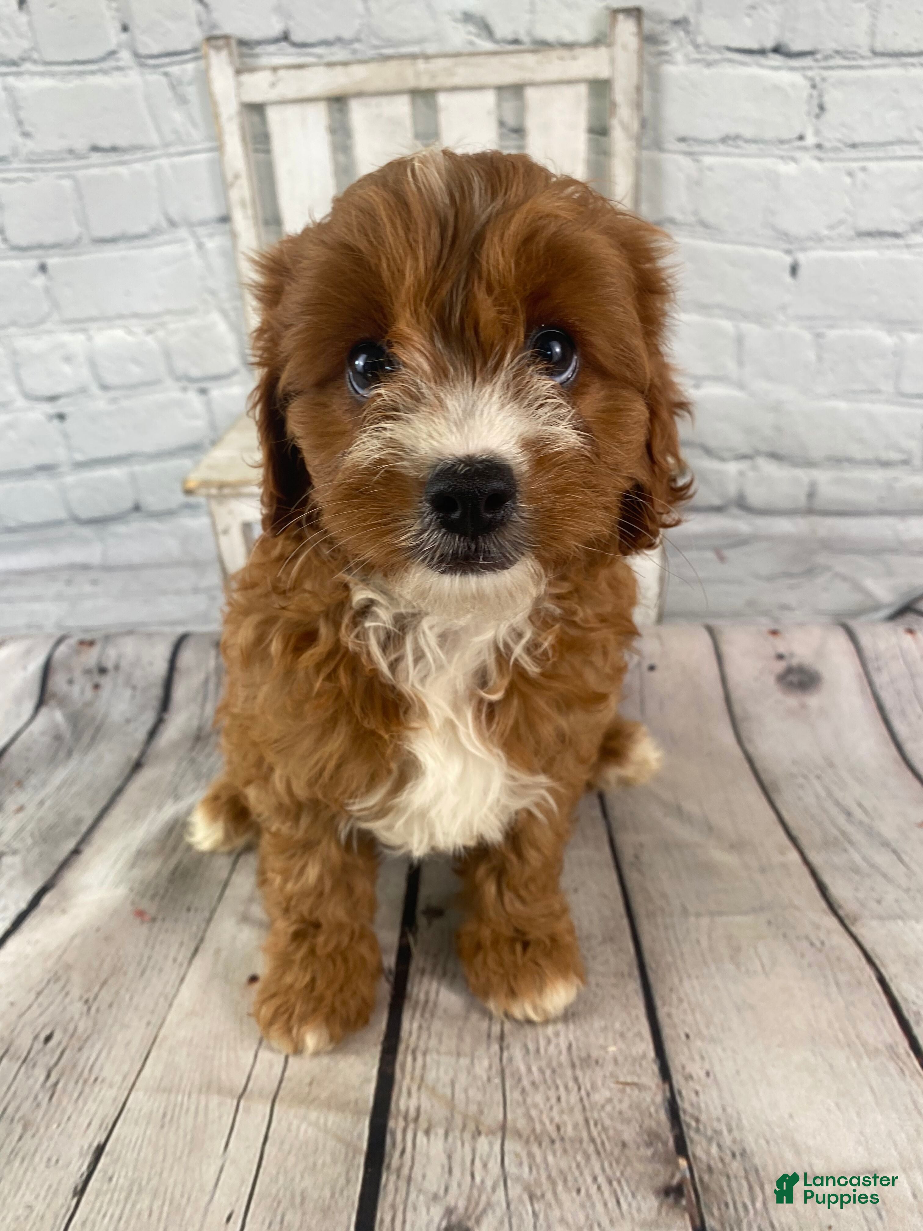 Cavapoo dogs Chloe - Ad 1