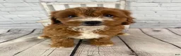 Cavapoo dogs for sale: Chloe - Ad 1