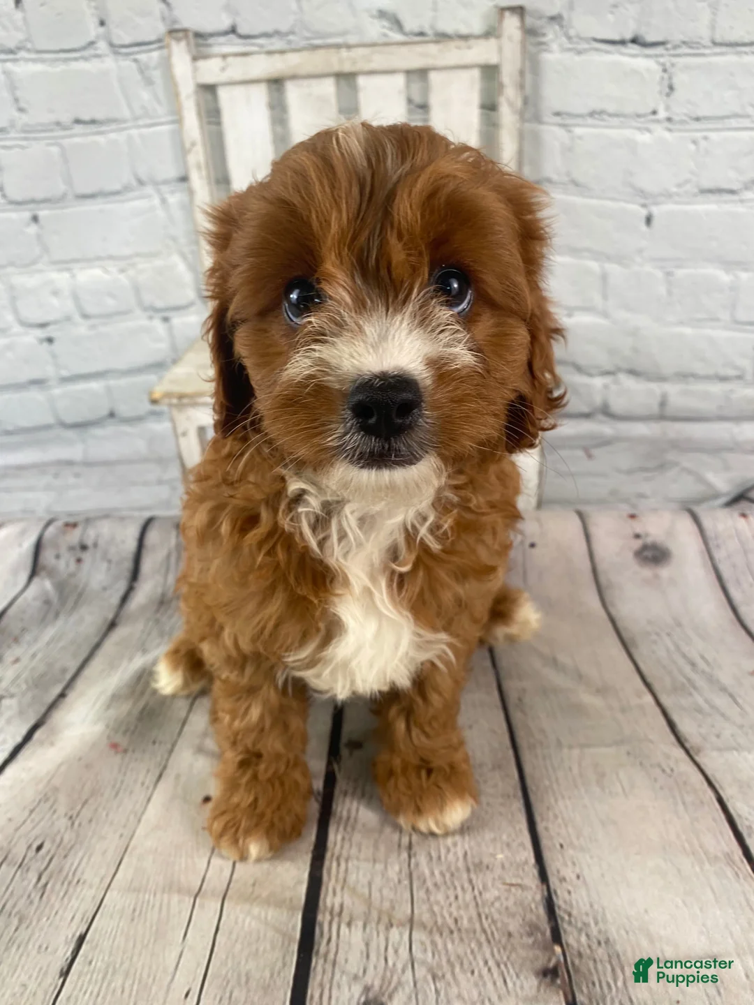 Cavapoo dogs for sale: Chloe - Ad 1