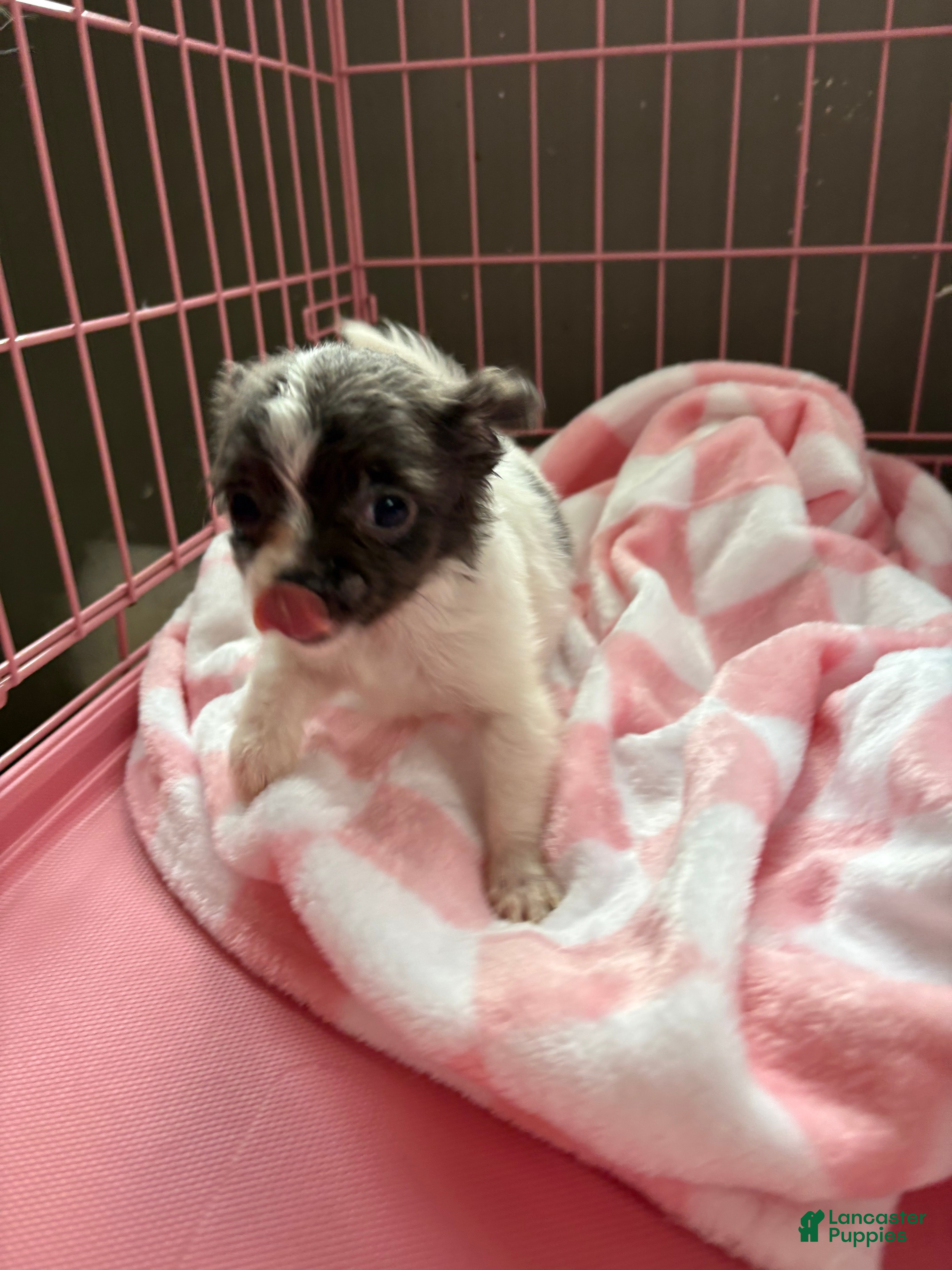 Pomchi dogs Pomchi Puppy 1 - Ad 1