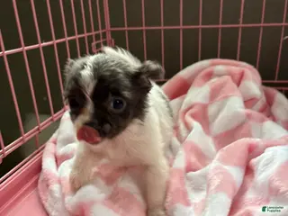 Pomchi dogs Pomchi Puppy 1 - Ad 1