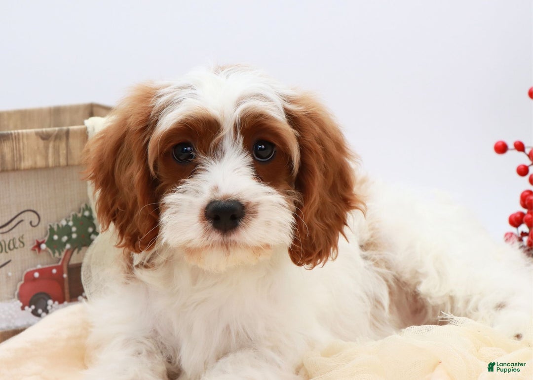 Cavapoo dogs for sale: Jetta - Ad 2
