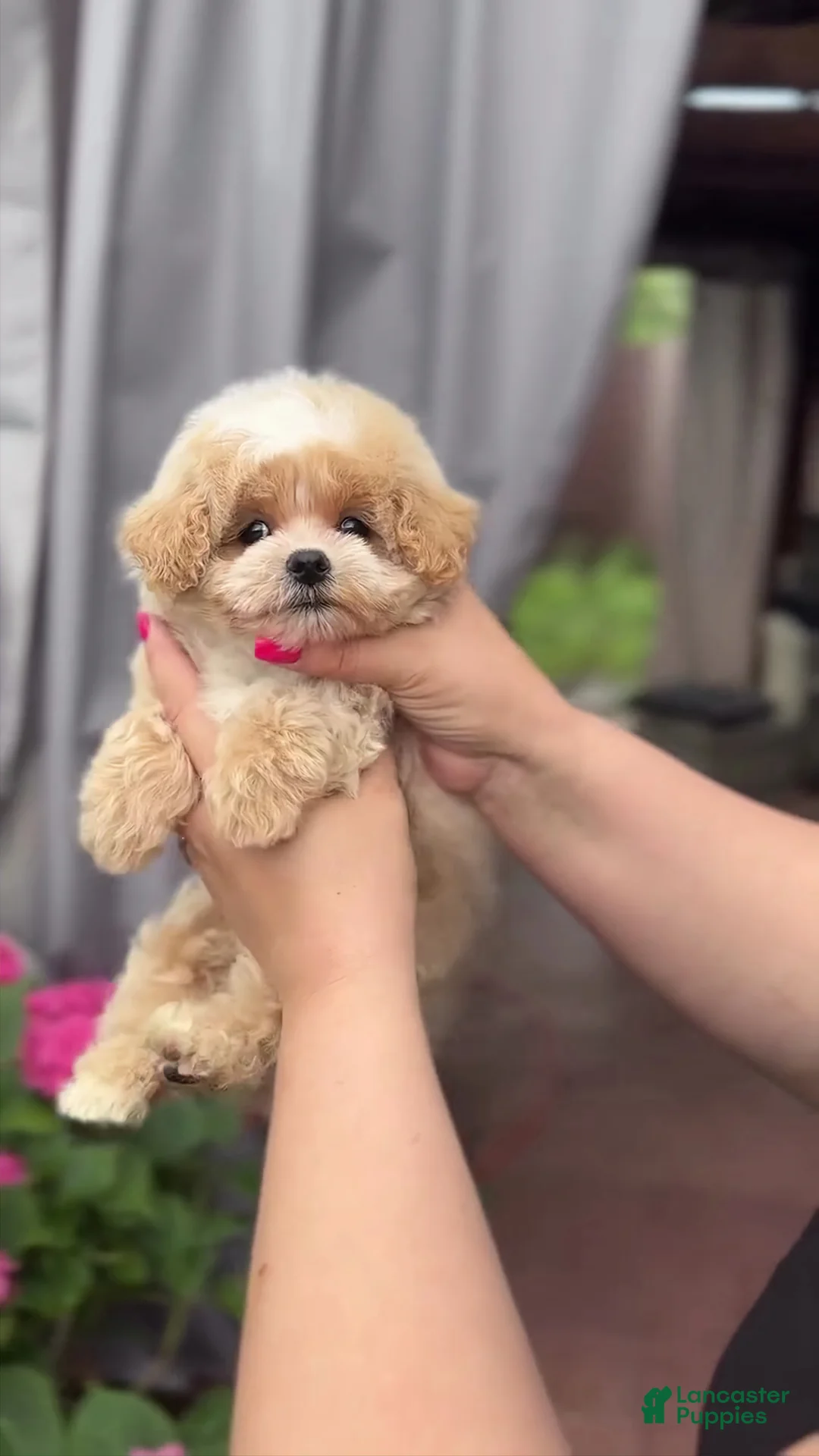 Maltipoo dogs for sale: Candace - Ad 1