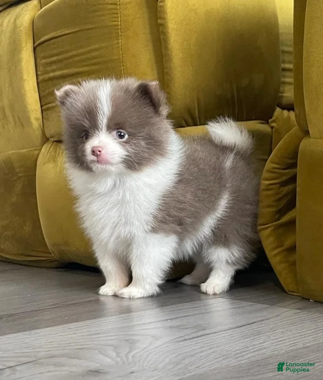 Pomeranian dogs for sale: Rafa - Ad 1
