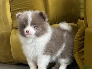 Pomeranian dogs Rafa - Ad 10