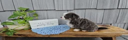 Chihuahua dogs for sale: Oliver - Ad 2